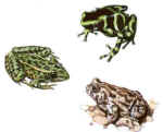 Frogs.jpg (3197 bytes)