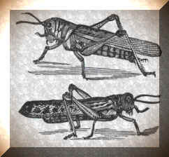 Locust.jpg (8946 bytes)