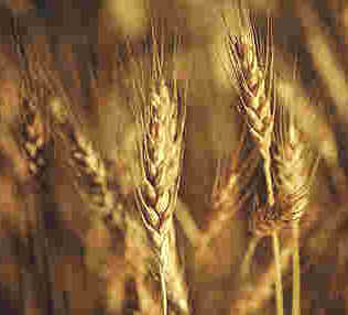 Wheat2.jpg (11223 bytes)